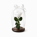 Eternal rose domes